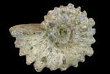 Bumpy Ammonite (Douvilleiceras) Fossil - Madagascar #134176-1